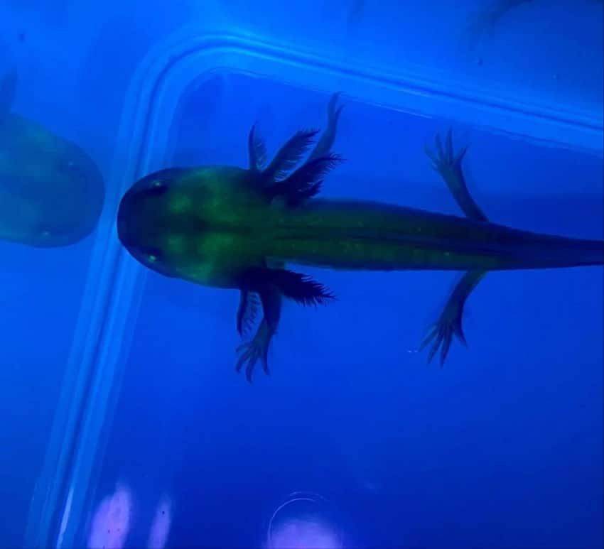 The Science Behind Gfp Axolotls: How They're Created