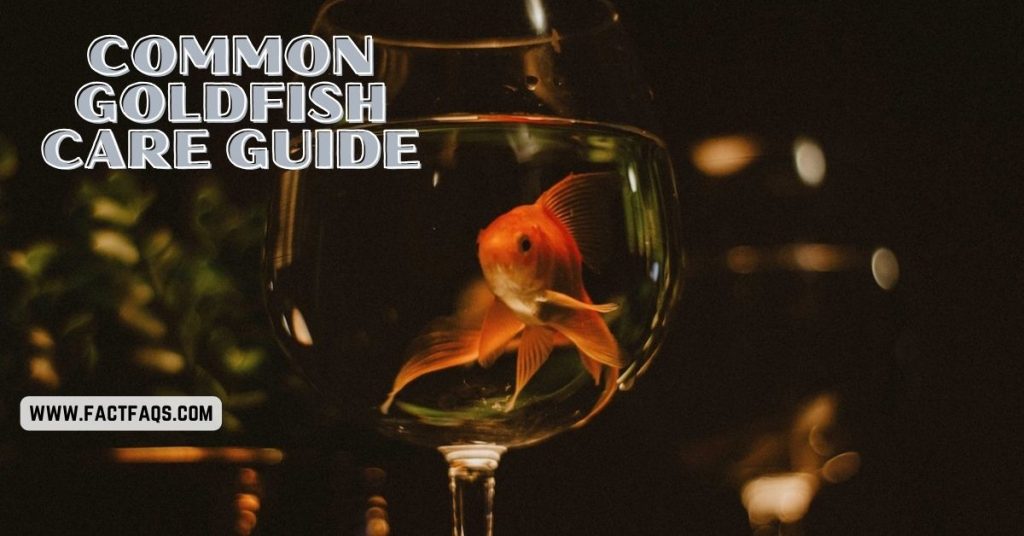 Common Goldfish Care Guide Expert Tips for Success