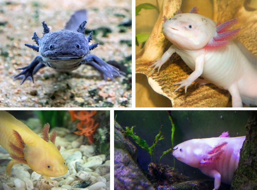 Glowing Wonders GFP Axolotls Varieties, 