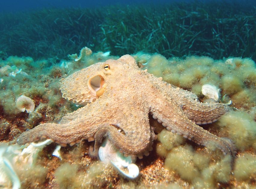 The Fascinating Lives of Octopuses