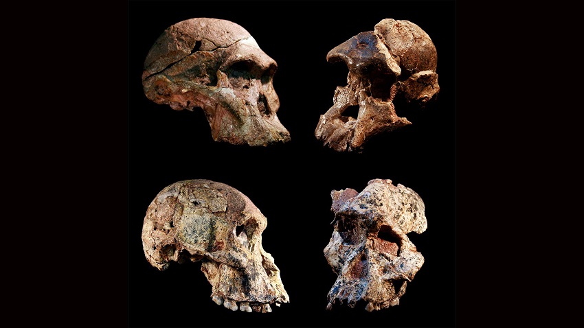Human Evolution: Uncovering the Truth – Fact or Theory?