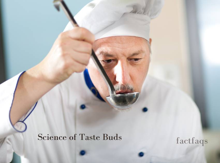 Science of Taste Buds