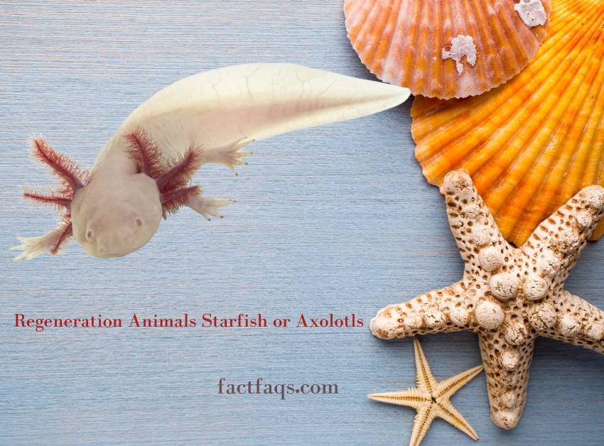 Regeneration Animals Starfish or Axolotls