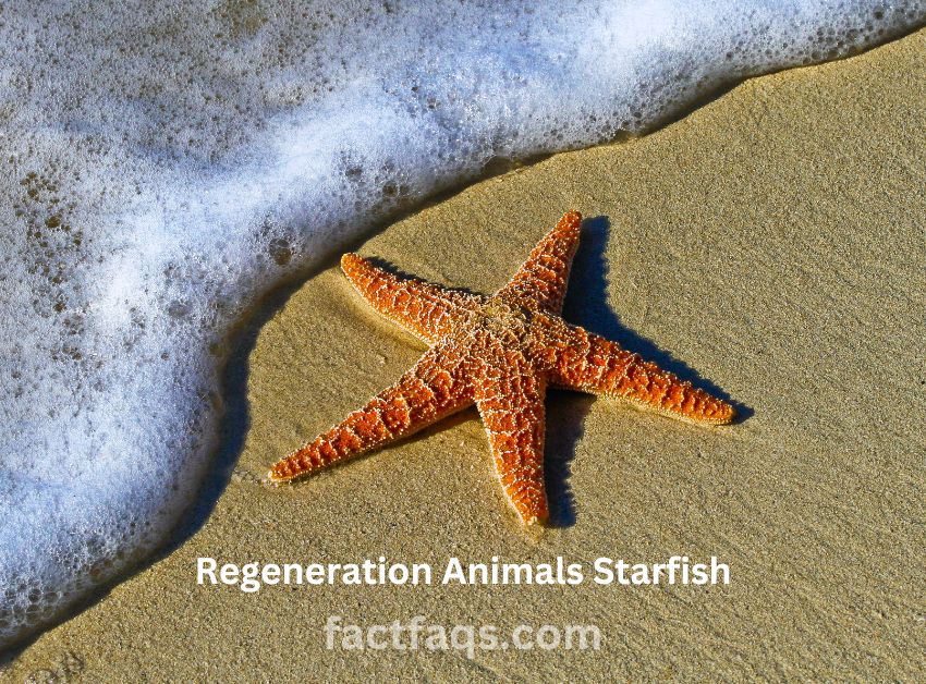 The Regeneration abilities Animals Starfish