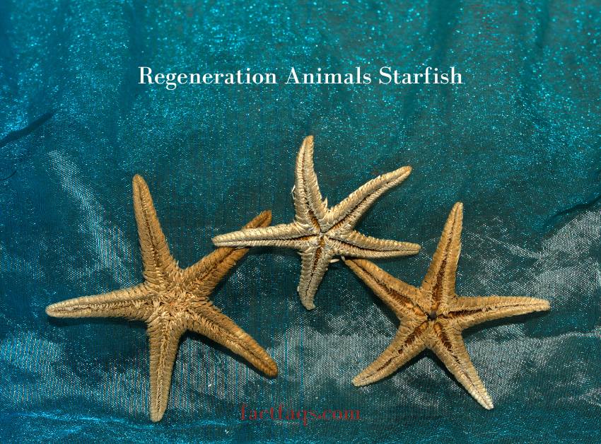 Regeneration Animals Starfish