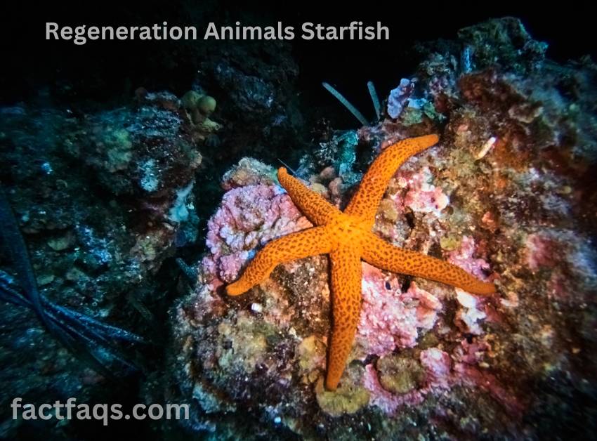Regeneration abilities Animals Starfish