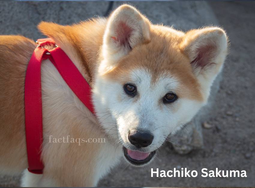 Unraveling the Heartwarming Tale of Hachiko Sakuma: A Legendary Bond