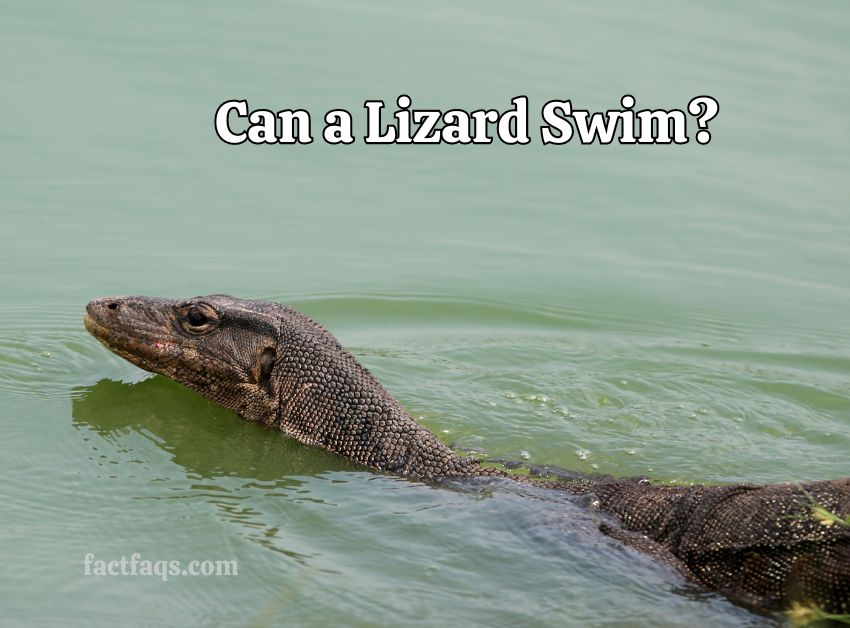 Can a Lizard Swim?