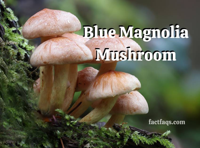 Blue Magnolia Mushroom