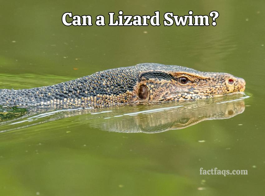 Can a Lizard Swim?