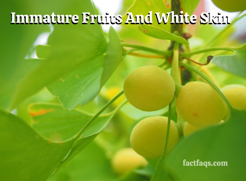 Immature Fruits And White Skin