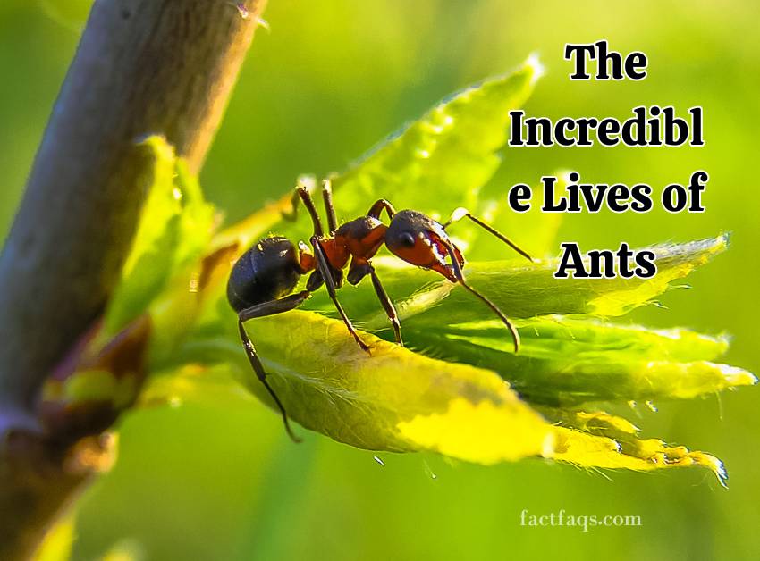The Incredible Lives of Ants