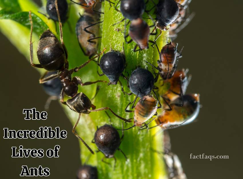 The Incredible Lives of Ants