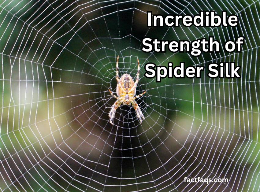 Incredible Strength of Spider Silk