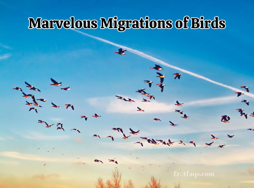Migrations of Birds