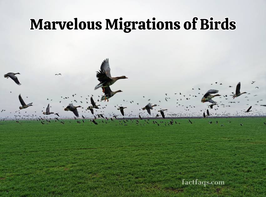 Migrations of Birds