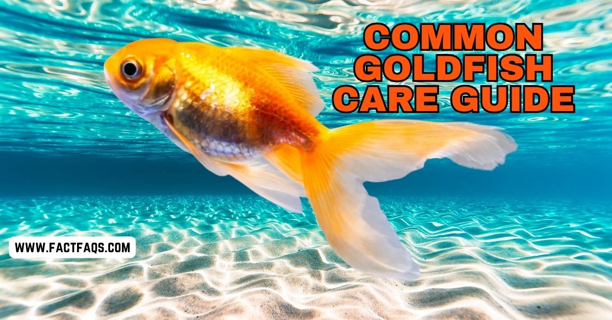 Common Goldfish Care Guide Expert Tips for Success