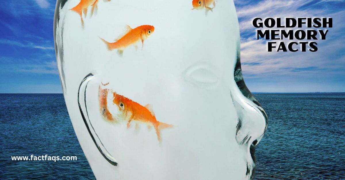 Goldfish three second Memory Facts