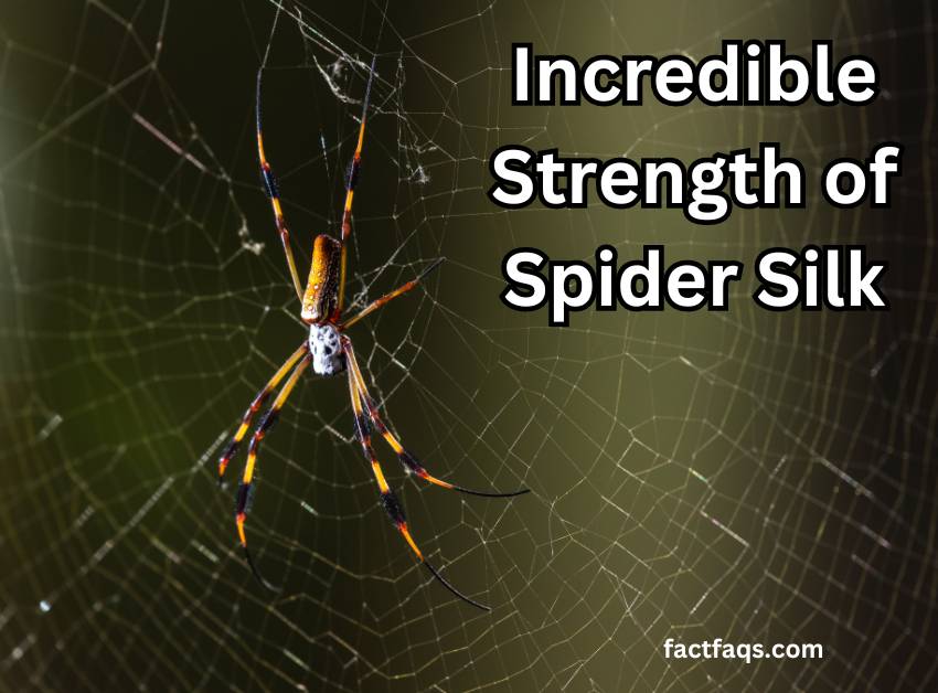 Incredible Strength of Spider Silk