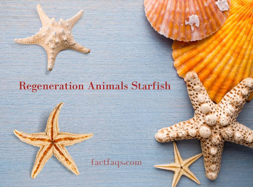 Regeneration abilities Animals Starfish