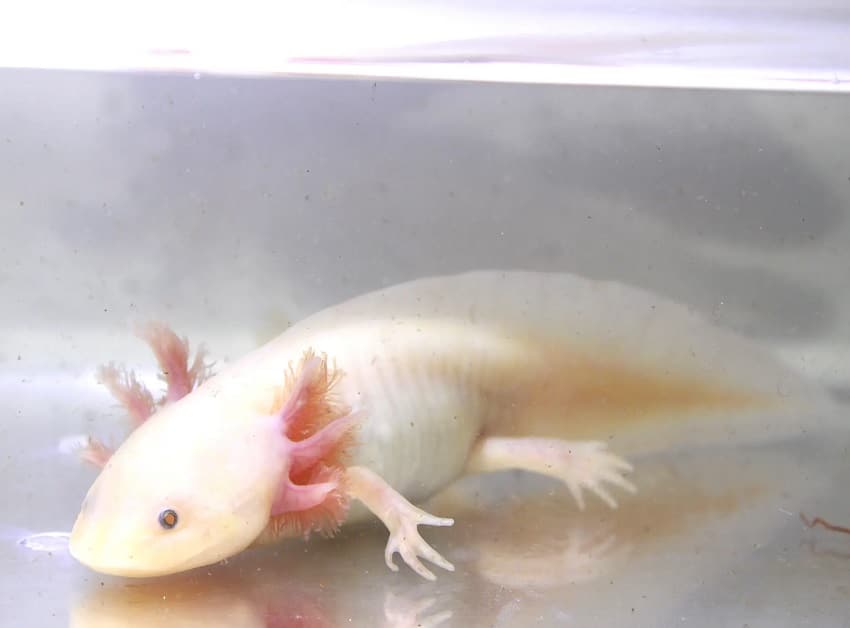 Advancements In The Axolotl Model For Regeneration And Aging