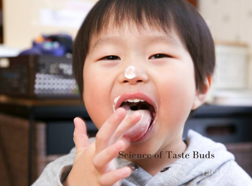 Science of Taste Buds